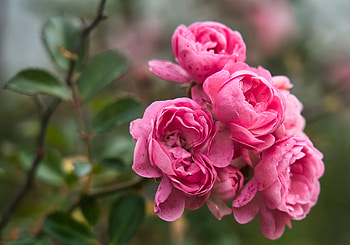 Roses, trandafir, pink, flower, summer, rose, vara HD wallpaper