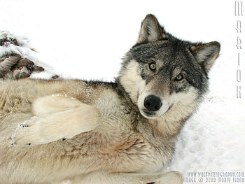 Marion The Wolf In The Snow, grey wolves, wolves, animals, snow, dogs, nature HD wallpaper