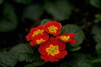 adi, nature, flowers HD wallpaper
