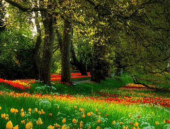 Nature and Forest, and, nature, pakistan, forest HD wallpaper