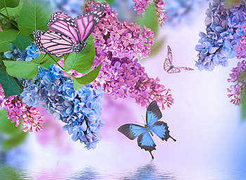 Butterflies and lilacs, Flowers, Lilacs, Pknk, Blue HD wallpaper
