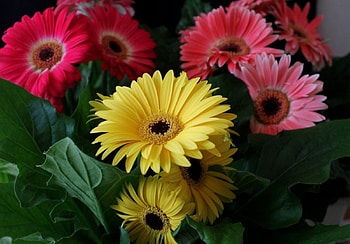 Yellow Pink Gerbera, pink, yellow, nature, flowers, gerbera HD wallpaper