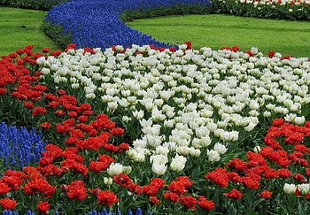 Flowers, Tulips, Pattern, Flower Bed, Flowerbed, Muskari, Muscari HD wallpaper