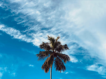 Nature, Sky, Clouds, Wood, Tree, Palm, Branches HD wallpaper