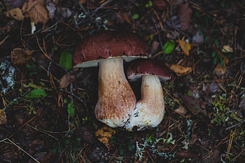 Nature, Autumn, Mashrooms, Foliage HD wallpaper