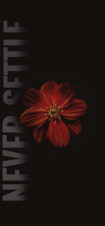 Never settled, petal, tints and shades, dark flowers, never settle HD phone wallpaper