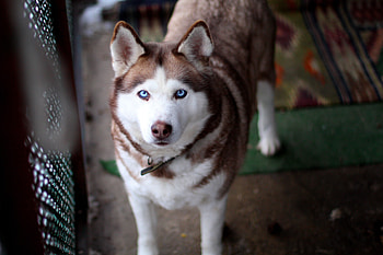 Animals, Dog, Muzzle, Sight, Opinion, Husky, Haska, Collar HD wallpaper