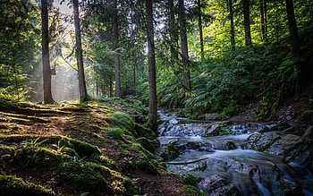 Forest Stream, sunbeams, Germany, forest, stream HD wallpaper