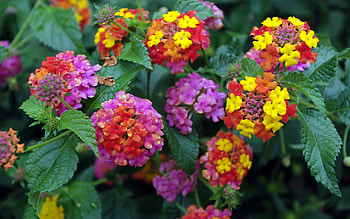 Candy, garden, colors, beautiful, nature, flowers HD wallpaper