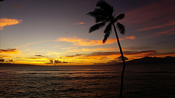 Maui Hawaii ocean, Palm sunset, nature HD wallpaper