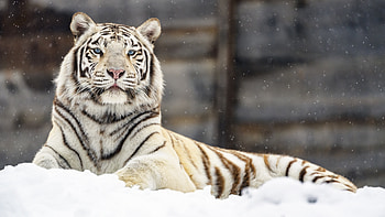 White Tiger, animal, cat, white, tiger HD wallpaper