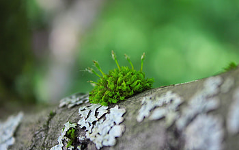 Grass, Macro, Wood, Surface, Moss HD wallpaper