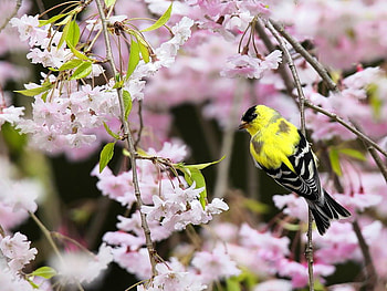 Spring bird, pink, bird, yellow, branches, beautiful, spring HD wallpaper