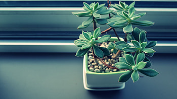 Serene Succulent, houseplant, graphy, plant, succulent, indoor gardening HD wallpaper