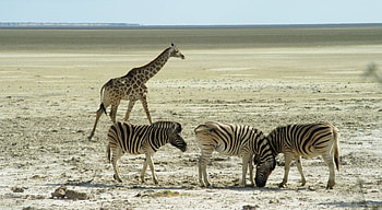 @ Etosha Park, wild, zebra, animals, nice HD wallpaper