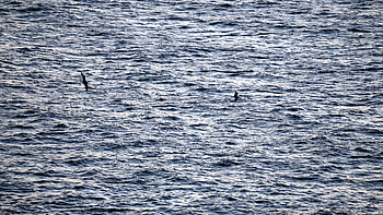 Nature, Sea, Bird, Flight HD wallpaper