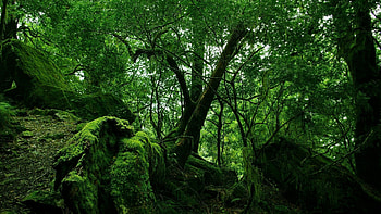 Majestic jungles, Natural beauty, Pristine wilderness, Stunning landscapes HD wallpaper