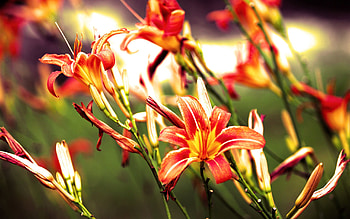 Flowers, Lilies, Bright HD wallpaper