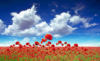 Flowers, Sky, Poppies, Clouds, Shine, Light, Field HD wallpaper