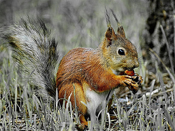 squirrel, nature, tail, squirell, field HD wallpaper