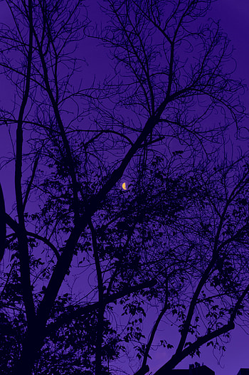 Trees, Sky, Night, Moon, Violet, Dark, Purple HD phone wallpaper