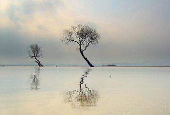 Dreaming, trees, sky, tree HD wallpaper