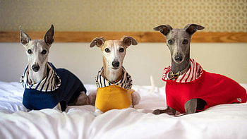 Redhound for dogs, Whippet enthusiasts, Dedicated community, Support and information HD wallpaper