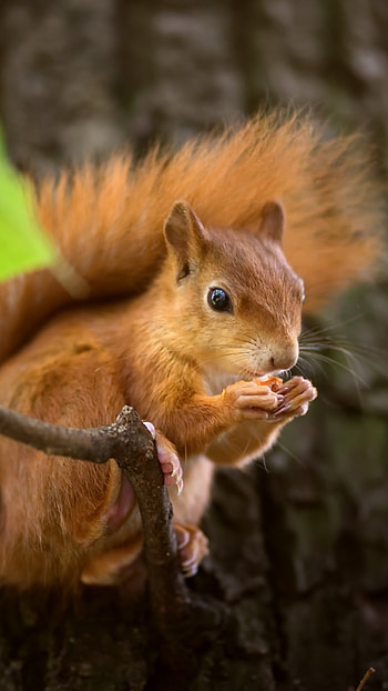 Cute squirrel close-up, Sony Xperia , quality , Nature's genic beauty HD phone wallpaper