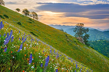 Flowers on Mountain, beautiful HD wallpaper