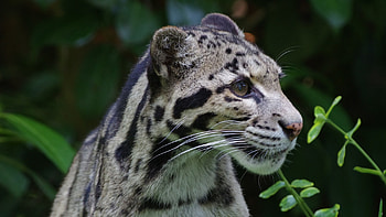 Leopard Wild, leopard, animals HD wallpaper