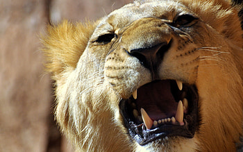 Animals, Aggression, Grin, Muzzle, Lion, Anger HD wallpaper
