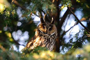 Animals, Owl, Bird, Sit, Shadow, Predator HD wallpaper