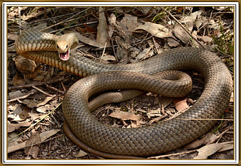EASTERN BROWN SNAKE, NATURE, SNAKE, BROWN HD wallpaper