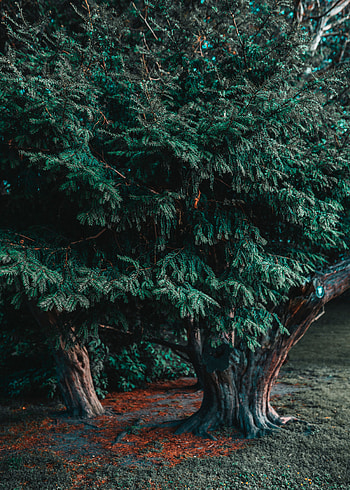 Nature, Coniferous, Plant, Wood, Tree, Evergreen HD phone wallpaper