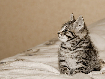 Kitten, cats, kitties HD wallpaper