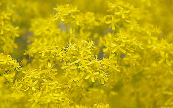 Plants, Flowers, Background HD wallpaper