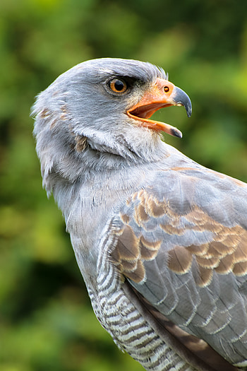 Eagle, Animals, Feather, Bird, Beak, Predator HD phone wallpaper