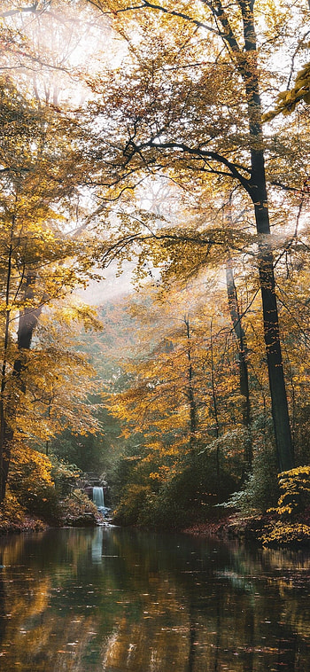 Autumn forest, Landscapes HD phone wallpaper