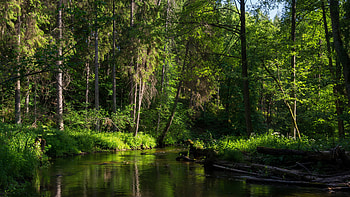 Forest, , Ultra , Serene beauty HD wallpaper