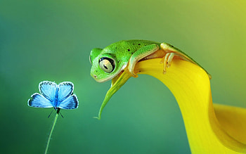 Frog and butterfly, Biology HD wallpaper
