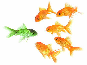 5 Orange and 1 Green, tails, goldfish, green, fins, orange HD wallpaper