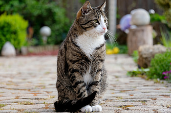 Animals, Cat, Striped, Sits, Is Sitting HD wallpaper