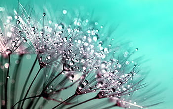 Delicate dandelion seeds covered with dewdrops in a macro shot. HD wallpaper