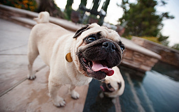 Animals, Dog, Muzzle, Service, Language, Tongue, Pug HD wallpaper