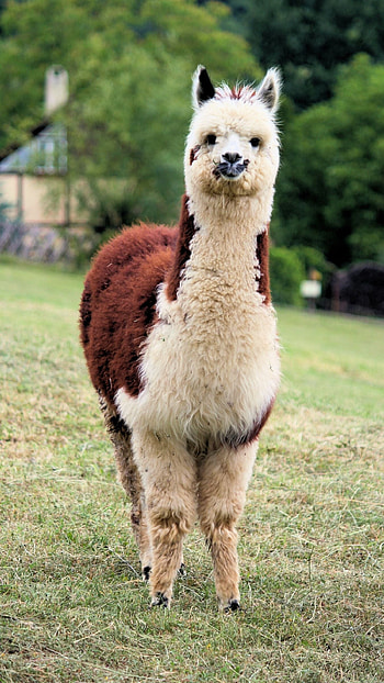 Llama , Stylish backgrounds, Unique designs, Personalized display HD phone wallpaper