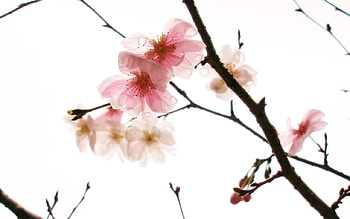 cherry blossoms, white, rain, cherry, flower, cute, beauty HD wallpaper