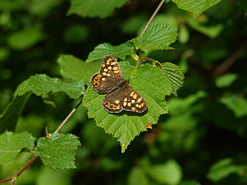 Macro, Brown, Insect, Butterfly, Leaflet HD wallpaper