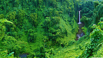 Amazon Rain Forest, Rainforest beauty, Natural wonders, Lush greenery HD wallpaper