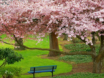 Primavara park, chair, bench, park, tree HD wallpaper