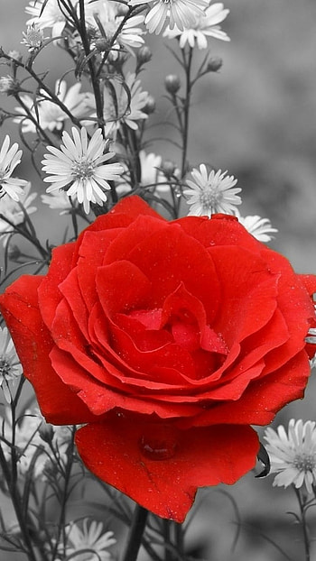 Black Flowers, Red Flowers HD phone wallpaper